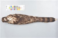 鳳頭蒼鷹藏品圖，第4張